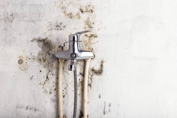 Best Water Damage Restoration  in Dawson, MN