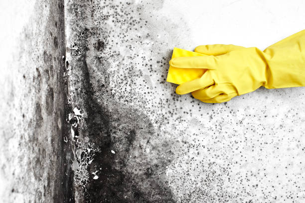 Certified Mold Removal in Dawson, MN