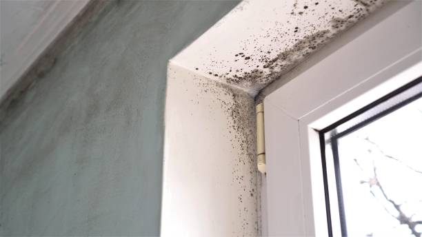 Best Mold Testing  in Dawson, MN
