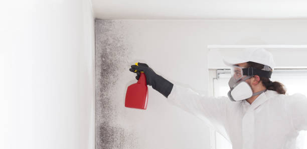 Best Certified Mold Removal  in Dawson, MN