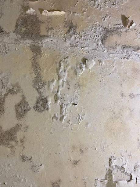 Best Local Mold Removal Service  in Dawson, MN