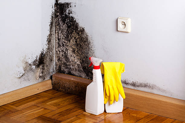 Mold Testing and Removal in Dawson, MN