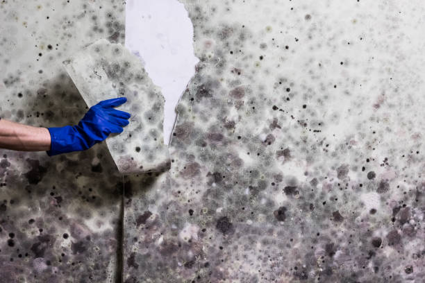 Mold Testing and Removal in Dawson, MN
