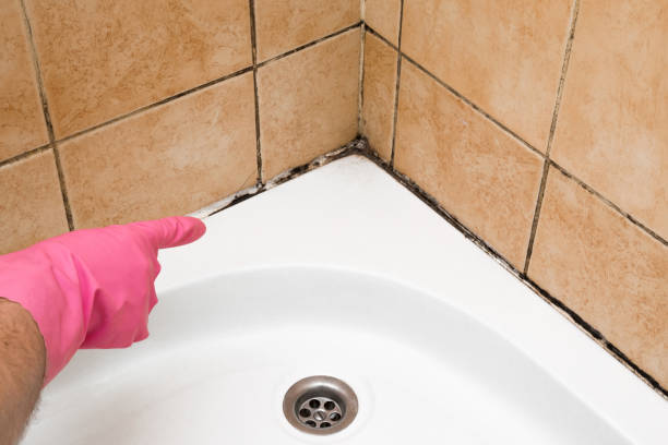 Best Toxic Mold Removal  in Dawson, MN
