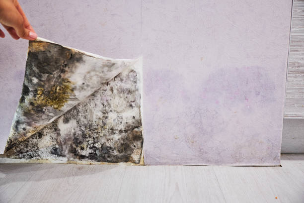 Best Mold Remediation Services  in Dawson, MN